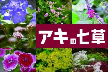 七草粥の七草を自分で採取 食べてはいけない野草に注意